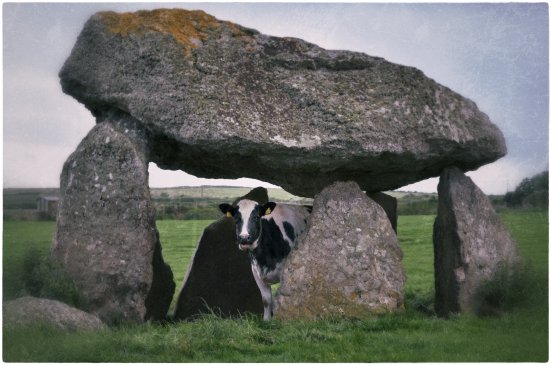 Die Kuh im Dolmen