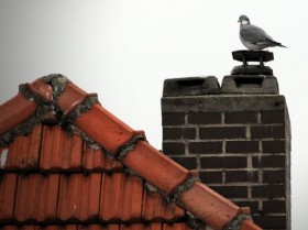 lieber die Taube auf dem Dach?